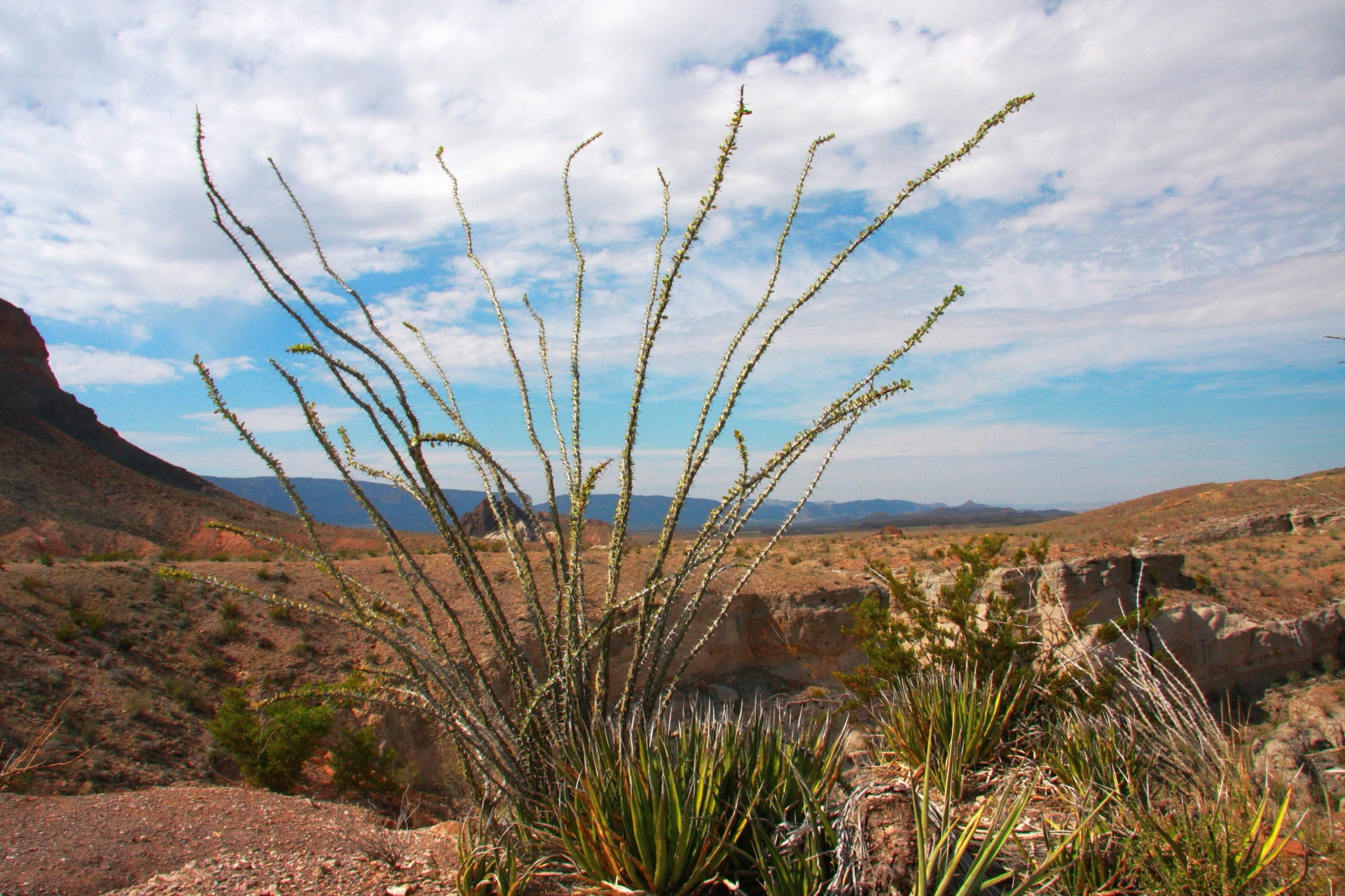 Desert cactus at Big Bend National Park